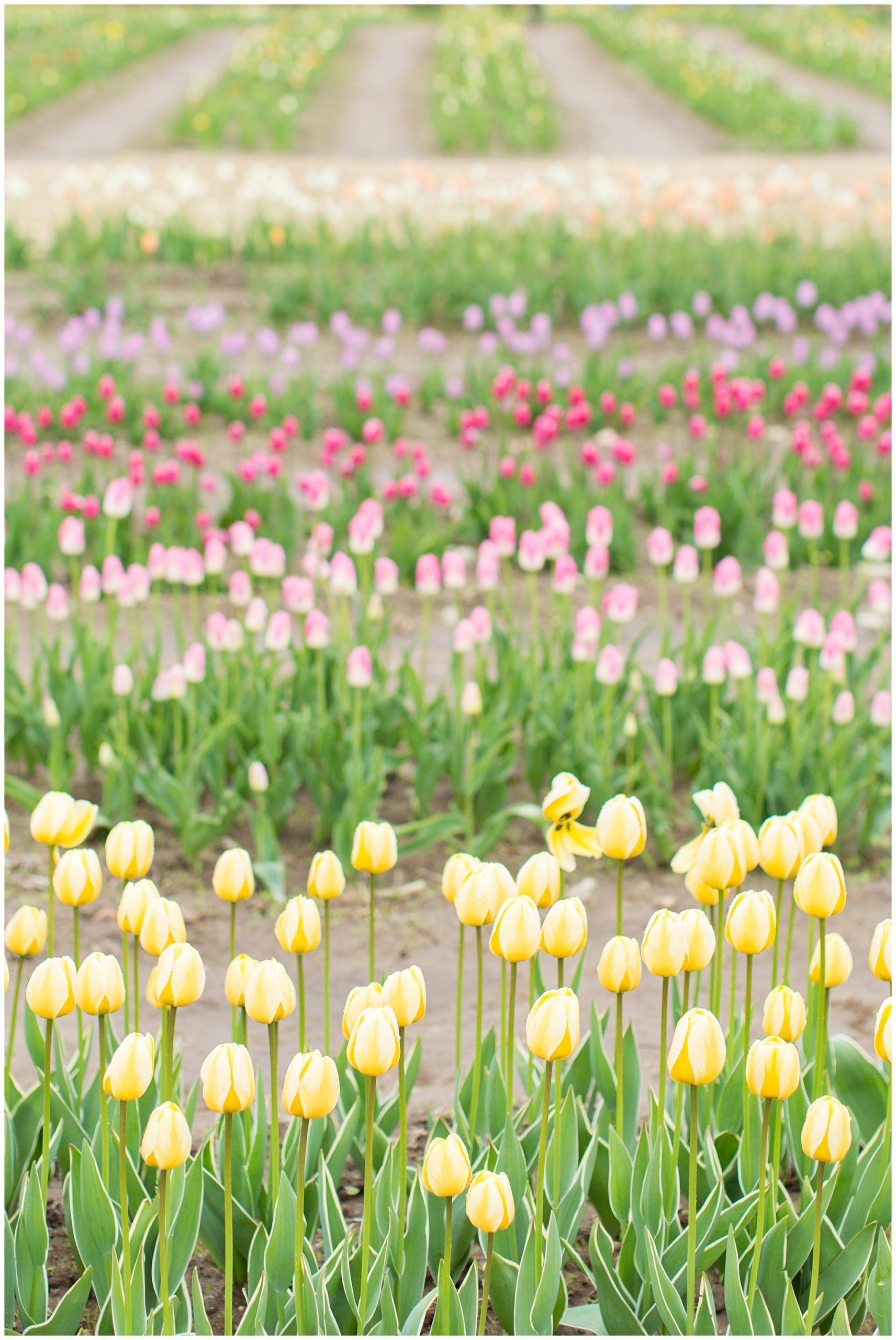 Rhode Island Tulip Field Session Wicked Tulips Photography Session